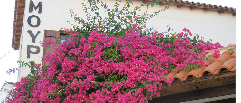 Mouria Hotel Skiathos-stad Buitenkant foto